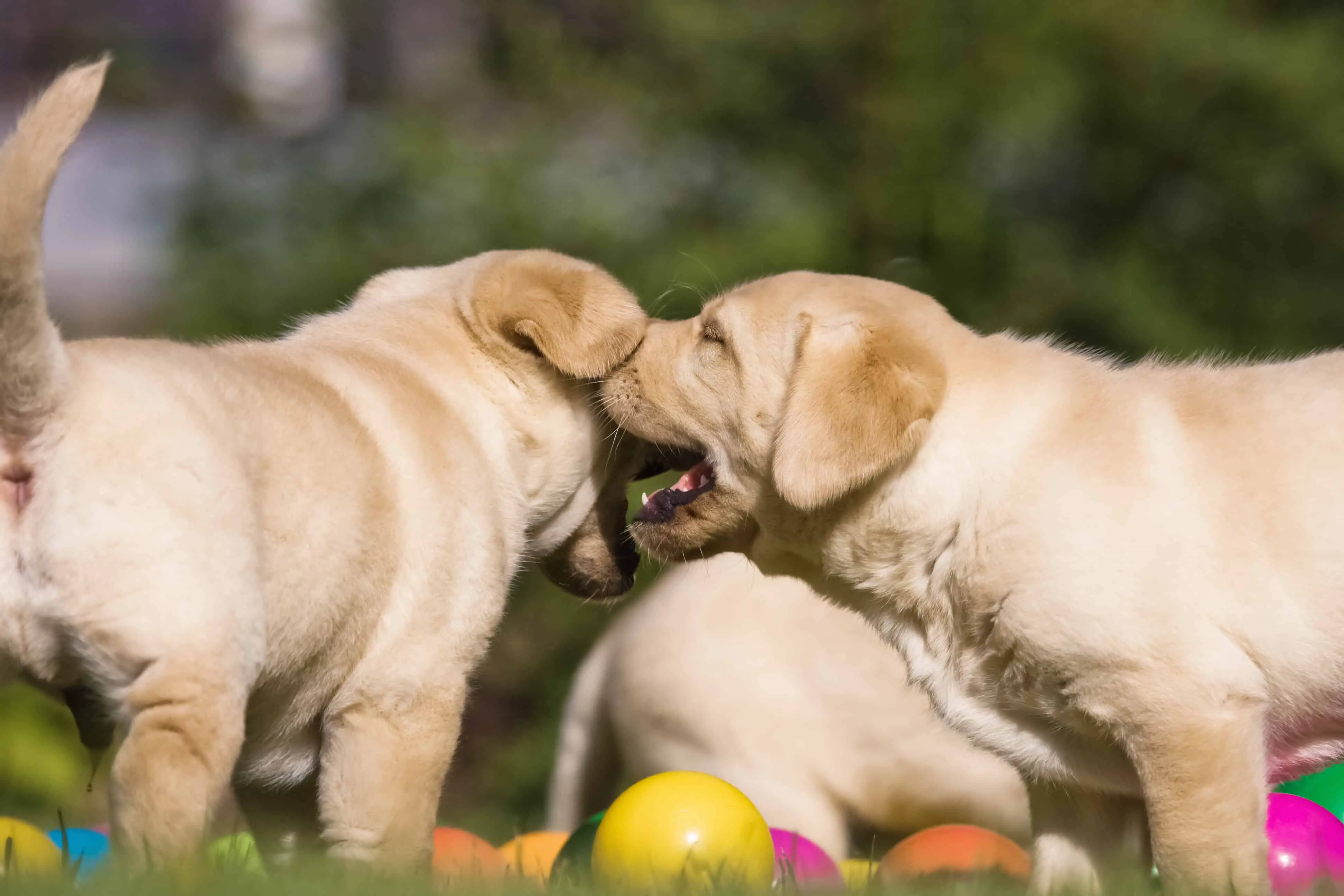 The Best Flea and Tick Prevention For Our Golden Retriever Puppies