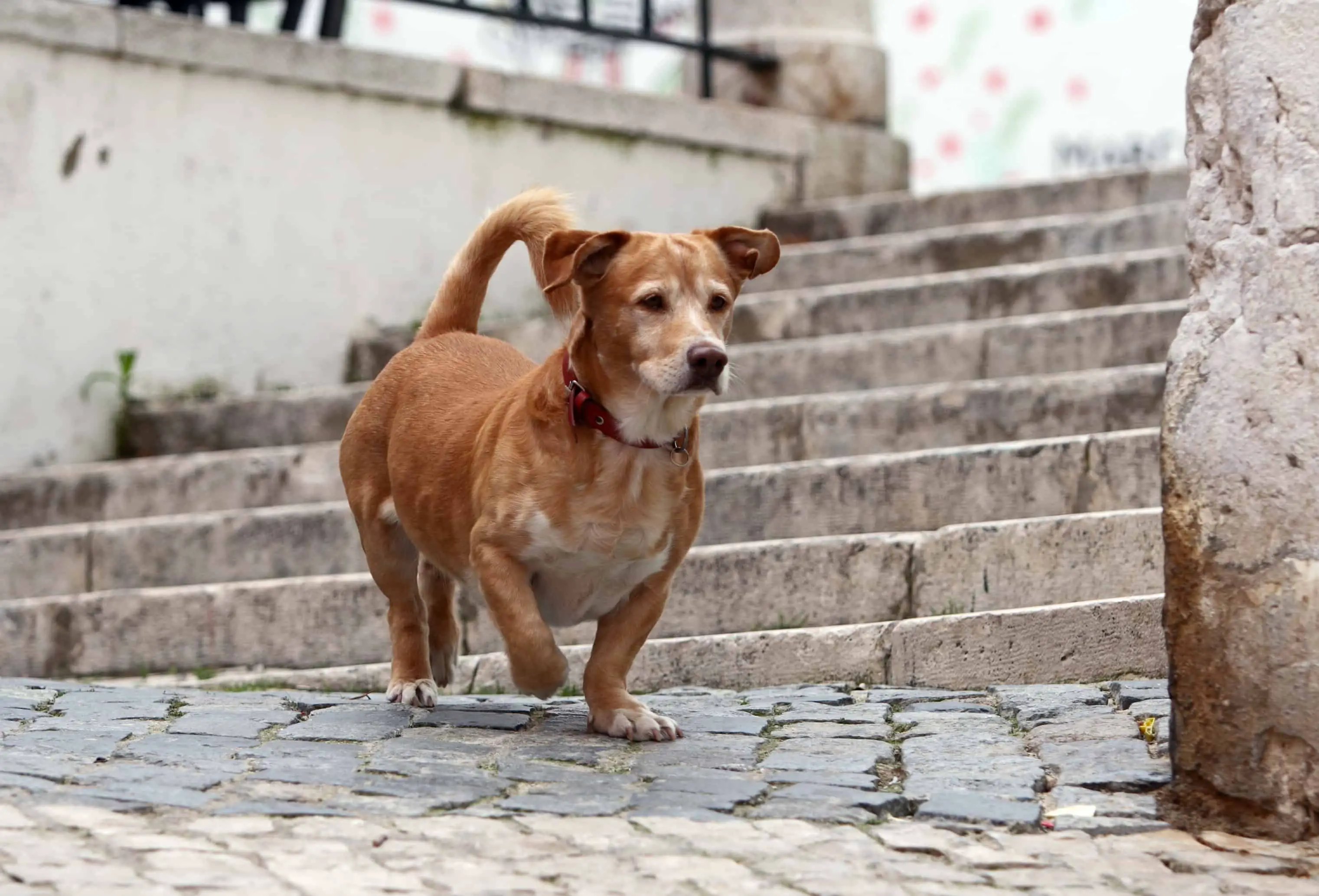 Are Stairs Bad For Puppy Hips?