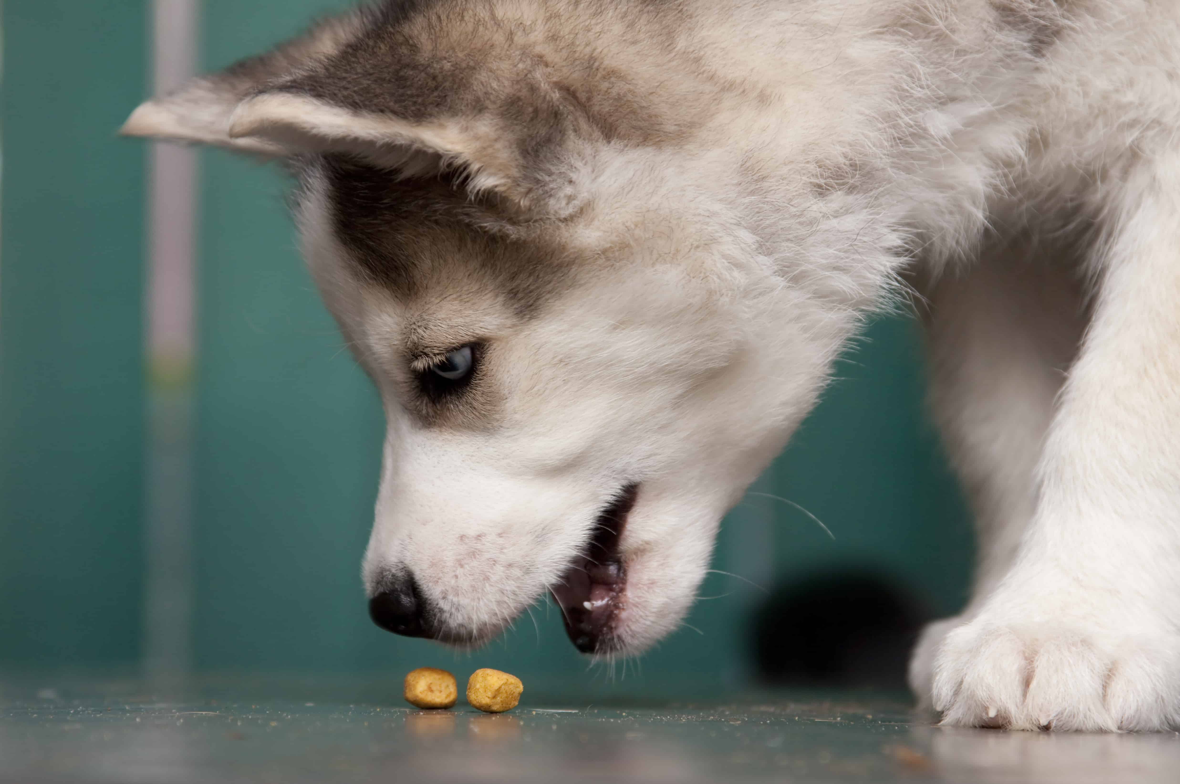 Can Puppies Eat Fruit?