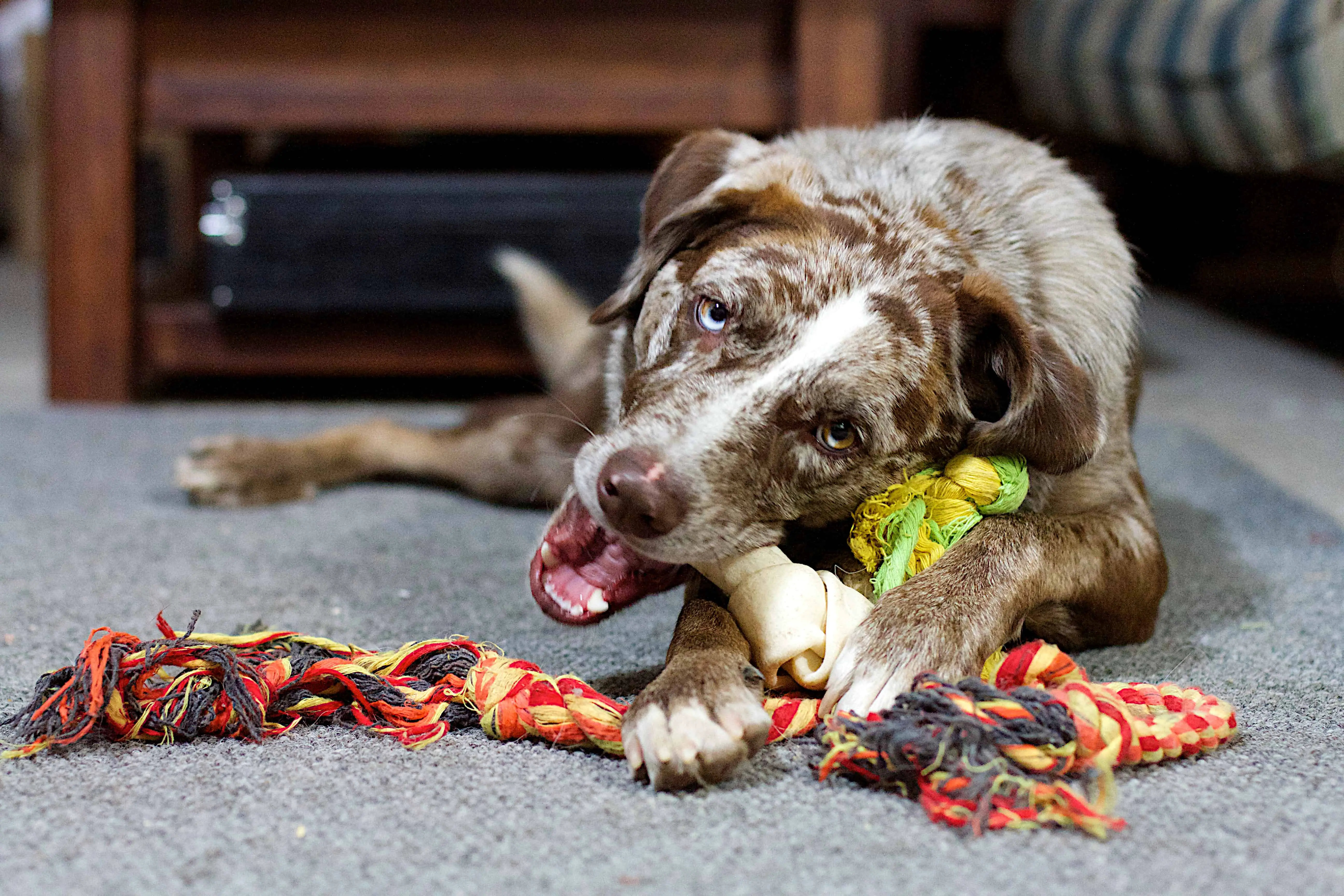 Dog Chew toys: The Ultimate Guide for Aggressive Chеwеrѕ