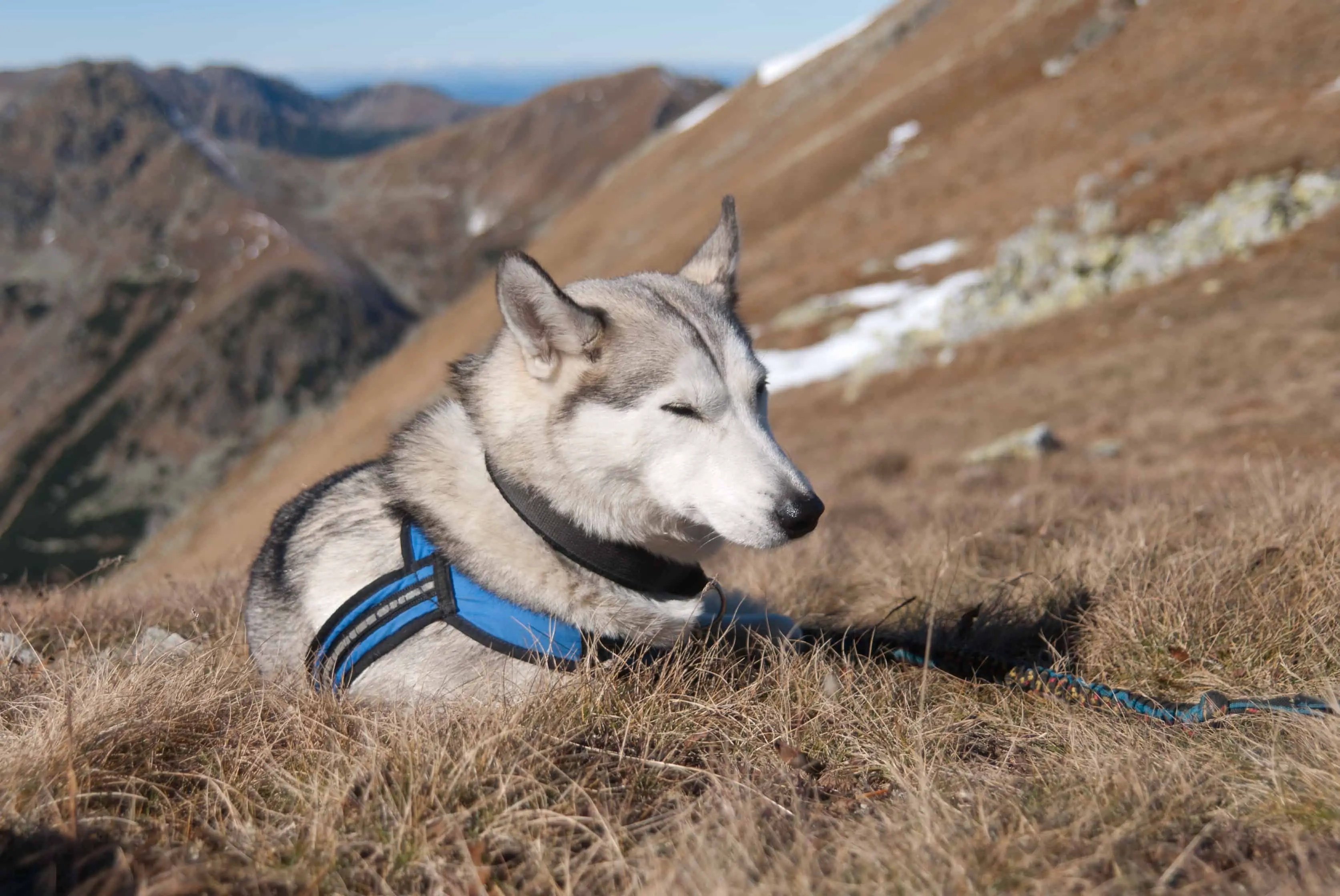 The Best Dog Harness For Everyday Use