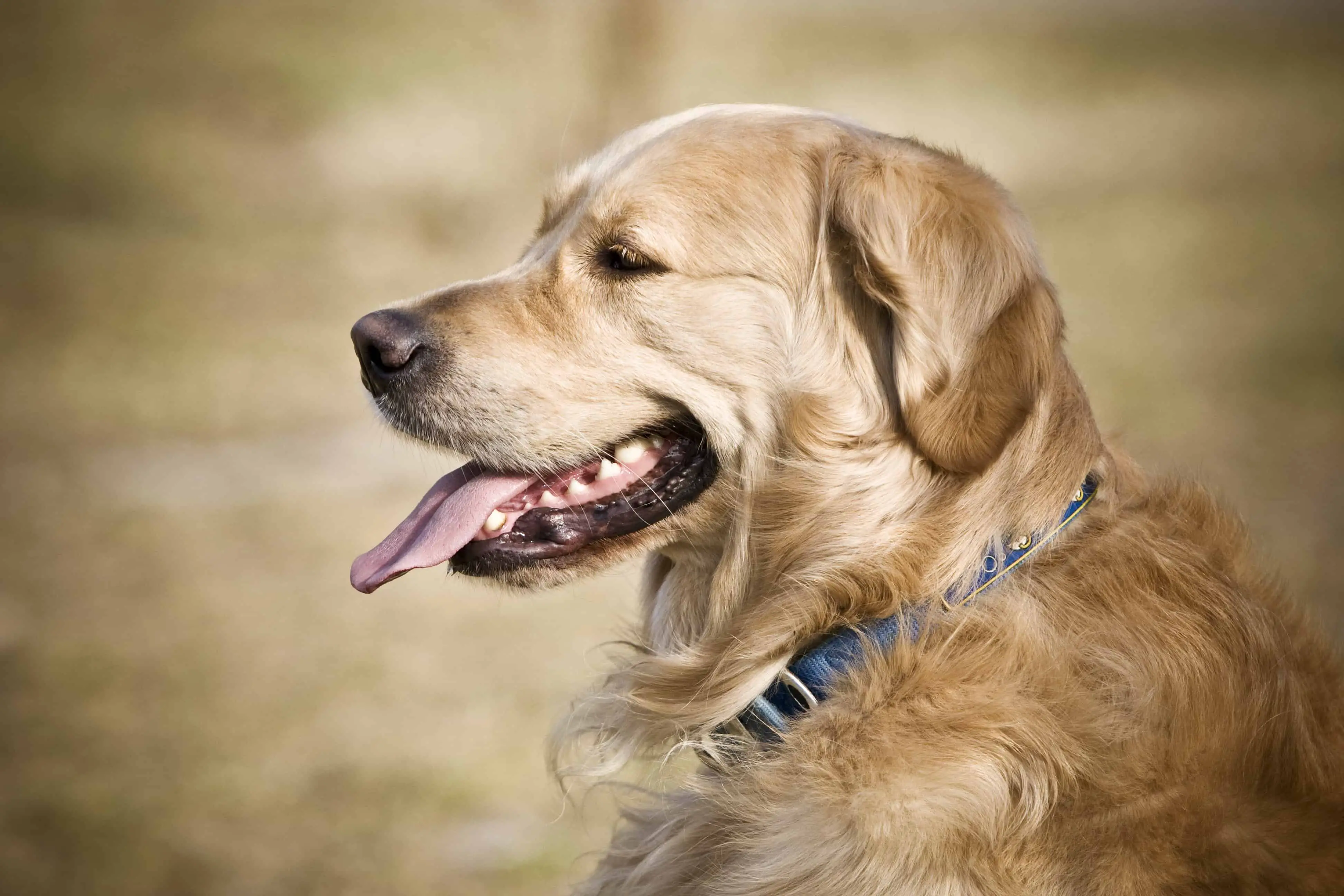 Will Your Golden Retriever Change Color?