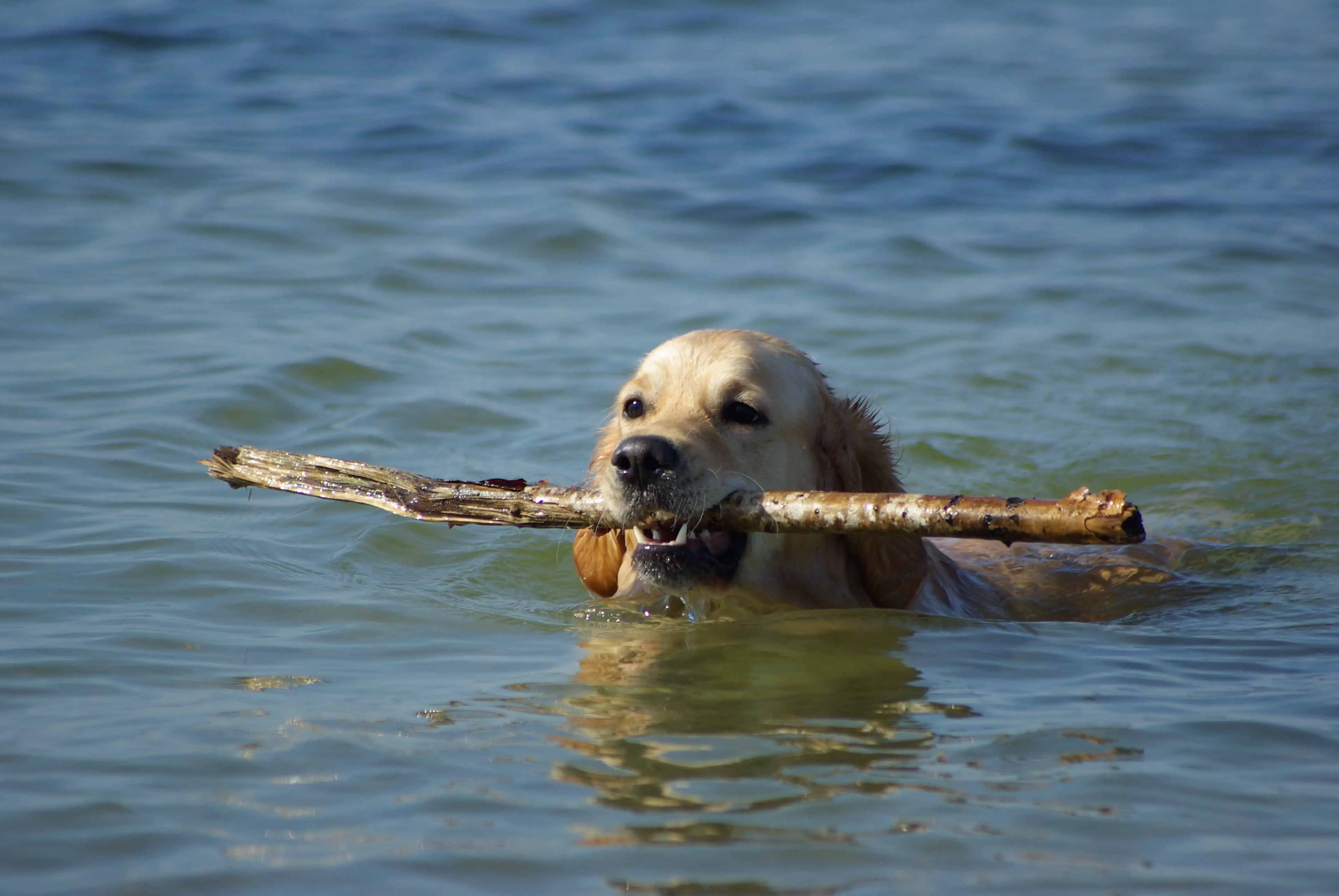 How To Teach a Golden Retriever Puppy To Swim