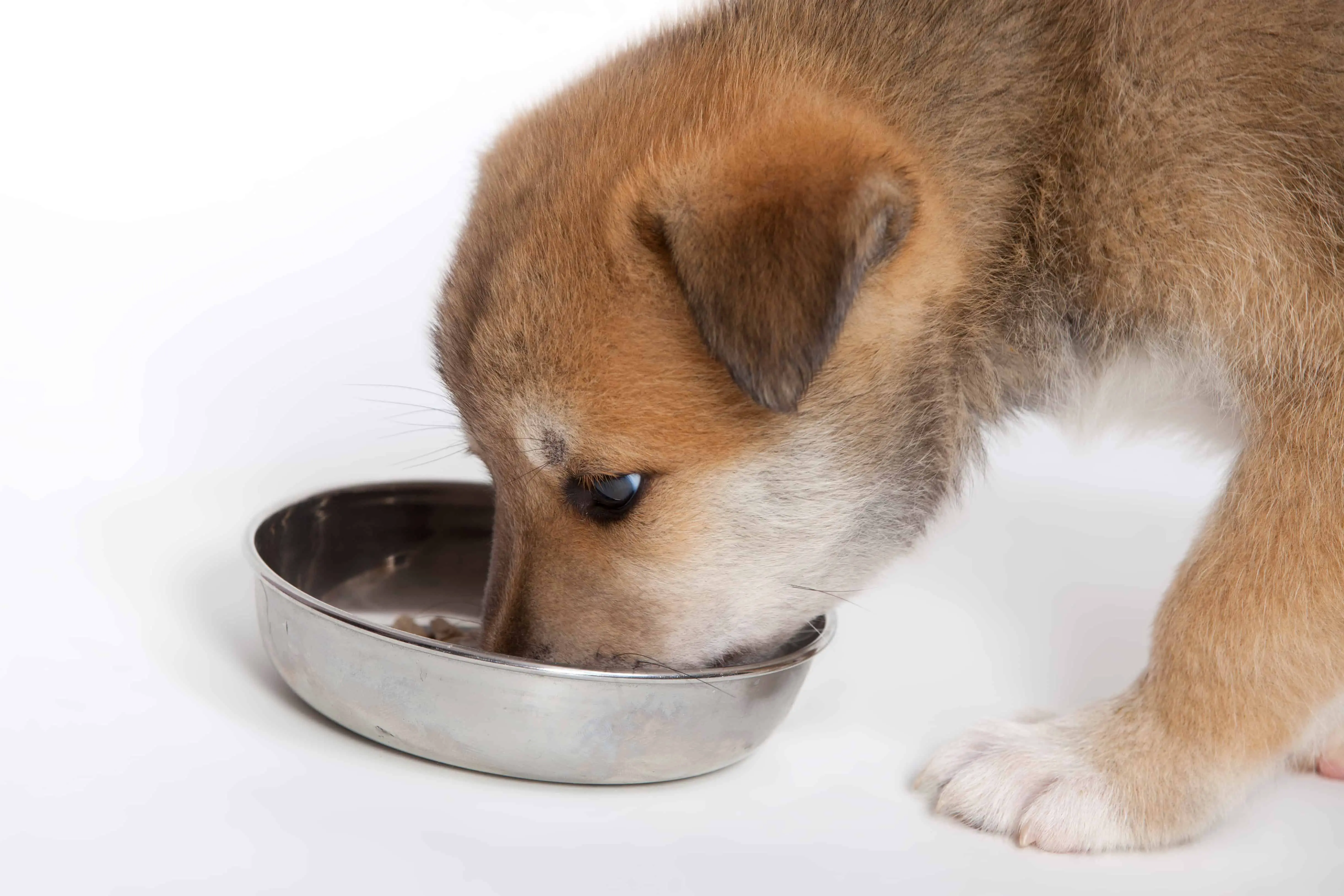 Is Dry Food Really The Best Dog Food For Your Puppy?
